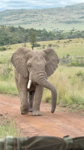 Incredible Wildlife Moments Across Africa #safari #wildlife #africa #southafrica