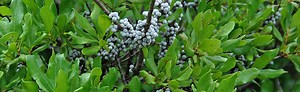Northern (Myrica pennsylvanica) and Southern Bayberry (Morella cerifera)