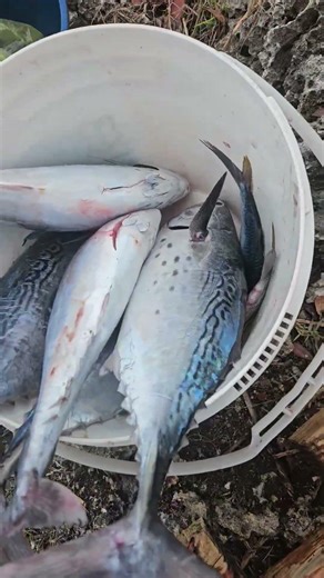 Caught for today #fishing #foryou #viralshort