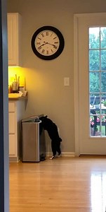 2.9K views · 575 reactions | I’ve discovered that Figaro is a dumpster diver. | Meteorologist Tim Buckley | Facebook