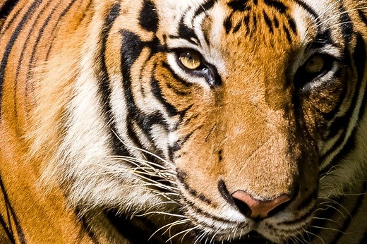 Tigers: Physical Characteristics And Behaviors - Tiger Tribe