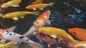 Algae Control for Koi Fish Breeding: Essential Strategies
