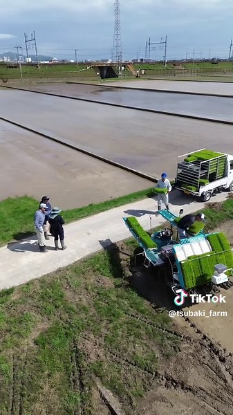 #米農家 #お米作り #滋賀県 #近江八幡市 #田植え