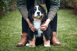 10 Dog Breeds That Barely Bark, According to Veterinarians — Best Life