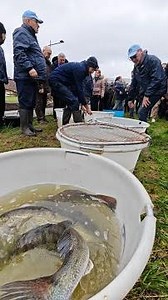 Un an après la catastrophe, les poissons retrouvent le canal du Loing