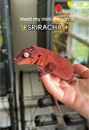 Gargoyle Gecko: Meet My Mini Dragon