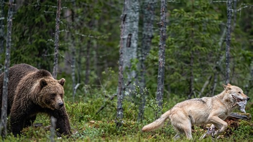 Watch what happens when a wolf steals a bear’s prey