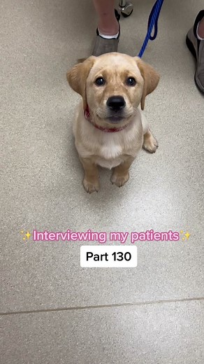 Part 130🥹💕✨🎤 #vettech #vetmed #minimicrophone #interview #asmr #vettechlife #vettechtok #vettechsoftiktok #vetmedicine #vetmedlife #fyp #fypシ