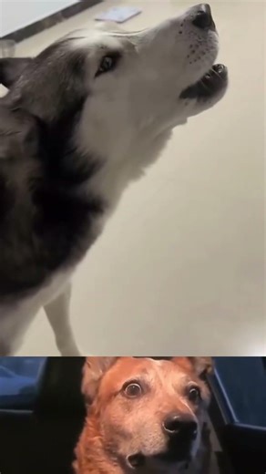 Too Cute: Pet Fail Fun!😂 #shorts #viral