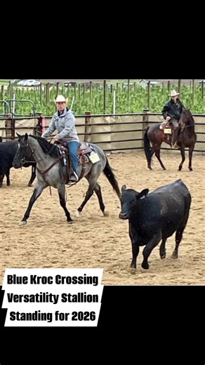 Books are Open for 2026. Live Cover Breeding. Reach out for more information. Stallion contract, mare services, and foaling all available in one location. Foals hitting the ground from this stallion in 2026. Breeding for quality trail/ranch AQHA and FQHR foals. 3rd year breeding and foal crops have been a mix of black, bay roan, bay and blue roan foals. | Clark Acres Estate LLC