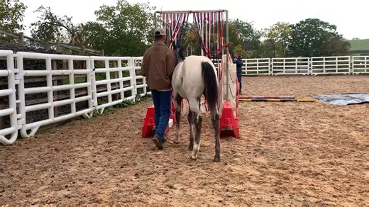 What a beautiful relationship Ben has with Rodeo ❤️ | Redheart Appaloosa Stud