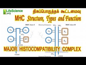 Major Histocompatibility Complex structure and function in Tamil | LIFESCIENCE TAMIL TRB TNSET NEET