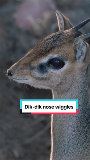 Dik-dik nose wiggles are VERY important #dikdik #sandiegozoo #snoot
