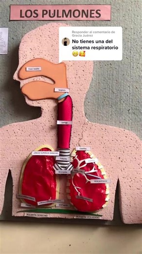 Maqueta del Sistema Respiratorio con Movimiento - Respuesta a @Gracia Juárez