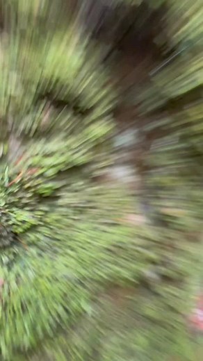 66K views · 20K reactions | What the heck is a LIVERWORT?! It’s not...