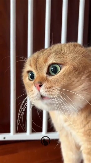 Cats funny lovely Cat 🐈 😹 #catshorts #funnycat #trending