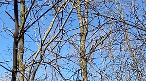 15K views · 84 reactions | Watch the little Brown Creeper travel up the truck near the middle of the view and listen to sound of the Wood Frogs quacking in the background. | Bay Beach Wildlife Sanctuary | Facebook