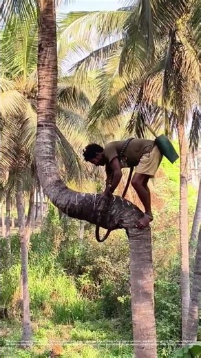 Scaling New Heights: How Palm Sap Harvesting Keeps Traditions Flowing