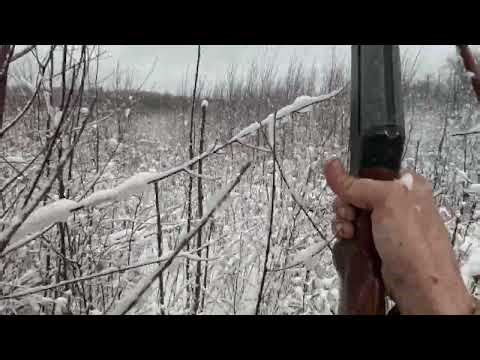 Pa Late Season Pheasant Hunting With My Beagle