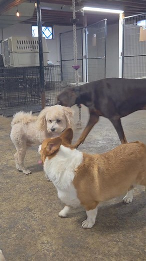 He touched the butt 🐙🛥🖐 #findingnemo 🐾----------🌳----------🐕----------🥎----------🐶---------🐾 Bark House Bed & Biscuit 📧 Barkhouse.sedalia@gmail.com 🌐 Barkhousebb.com 📲 660.596.3903 📍 1480 Hwy M Sedalia MO 65301 Schedule Appointment 👇 https://doggiedashboard.com/users/49c5266655 New Client Registration 👇 https://doggiedashboard.com/users/49c5266655/new_client | Bark House Bed & Biscuit