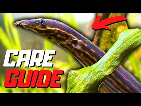 Fire Eel Care Guide | Mastacembelus Erythrotaenia