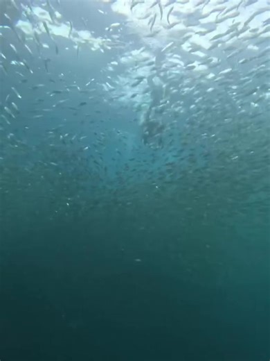 Exploring the Sardines Run and Turtle Encounters in Cebu