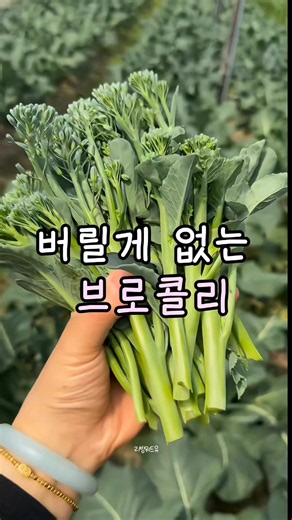 🥦 버릴 게 하나도 없는 브로콜리, 드셔보셨나요? 일반 브로콜리는 밑동이 질기고 딱딱해서 버리는 경우가 많지만, 이건 머리부터 줄기까지 통째로 먹을 수 있는 게 가장 큰 매력이에요.✨ 특히 줄기가 아삭아삭하면서도 은은하게 달콤해서 마치 아스파라거스를 먹는 것 같은 식감이라 꽃보다 줄기를 더 좋아하는 분들도 많답니다. 무엇보다 줄기까지 버리지 않고 먹을 수 있으니 채소에 들어 있는 영양도 더욱 알차게 챙길 수 있어요. 🥦 브로콜리는 이런 영양소가 풍부합니다. ✔️ 비타민 C – 항산화 작용을 통해 면역 기능 유지에 도움을 주고 피부 건강에도 중요한 영양소입니다. ✔️ 비타민 A(베타카로틴) – 눈 건강과 피부 건강 유지에 도움을 줍니다. ✔️ 식이섬유 – 장 운동을 도와 배변 활동을 원활하게 하고 포만감을 높여 식단 관리에도 도움이 됩니다. ✔️ 엽산 – 세포 생성과 혈액 생성에 필요한 영양소입니다. ✔️ 칼륨 – 나트륨 배출을 도와 혈압 관리에 도움이 되는 미네랄입니다. 손질도 
