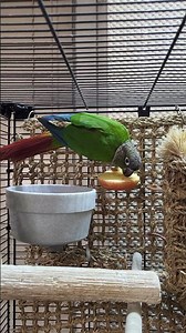 cute parrots | budgie sounds