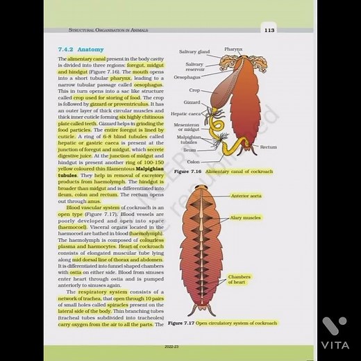 What is class of cockroach Class 11 ... NCERT HIGHLIGHTS