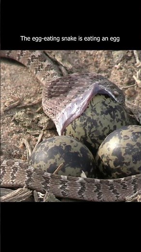 Incredible Egg-Eating Snake Feeding Moment