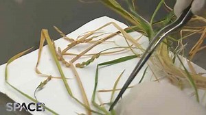 How astronauts grow plants in space