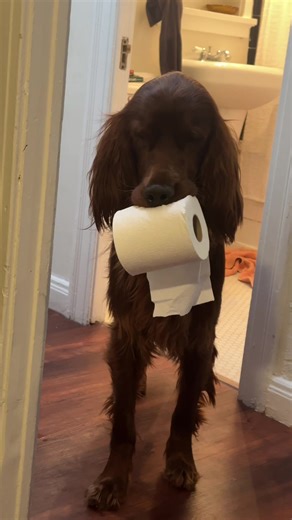 He had been OBSESSED with toilet paper & paper towels since he was a baby 💀💀 #irishsetter #dogsoftiktok #silly #problem #dogproblems