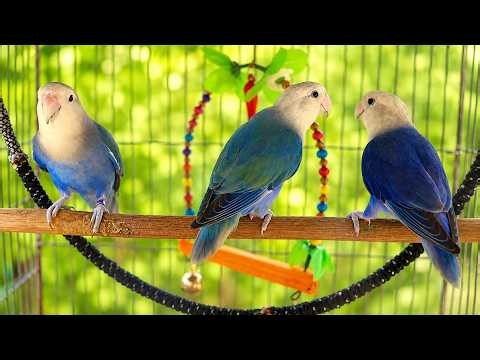 Lovebirds singing and chirping sounds 💖🦜 #lovebirds #parrot