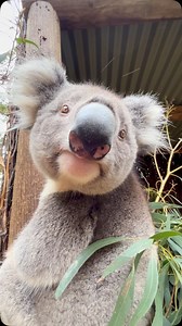 It’s a cold out there ❄️ but our koalas don’t seem to mind. 🐨 Koalas are far more active during the colder months. Their big fluffy waterproof coats help them stay warm. Don’t believe us? Come on down, grab one of our new hot chocolates and give Lenny’s warm coat a pat ☕️ #koala #ballaratwildlifepark | Ballarat Wildlife Park