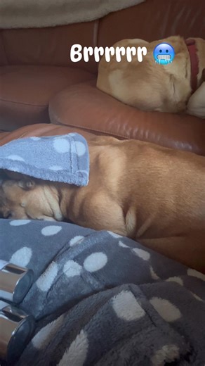 Ivy shivering in the house!! It isn’t that cold 🥶 Too used to the heat when she’s at work in Eadar Glinn 🤷‍♀️🥰 X🐾X | Angela Mackay