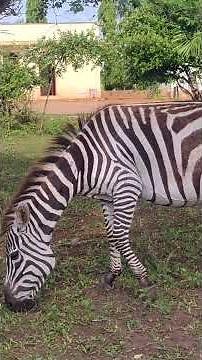 🌿 Wild Zebras Grazing | African Safari Nature