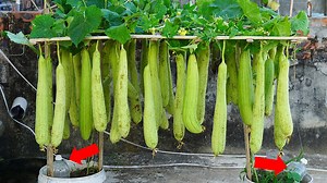 How I Grow Melons In Plastic Containers | Balcony Garden Ideas