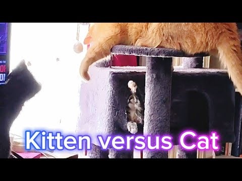 This is kitten TV, this is HILARIOUS! #cat #kitten #cats