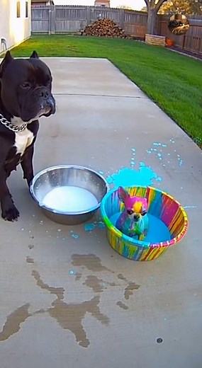 😂 hahaha Oy-One #chihuahua #rottweiler #USAanimals #usreels #animallover #brunoandprincess #funnypets #OpticalIllusionRug #PetComedy #viralpets #PetReactions #princessthechihuahua #PetFamily #CuteAndFunny “© Oy One – AI Original Creation” “Created by Oy One – Do Not Copy” “AI Video by Oy One – All Rights Reserved” | Apex Reality