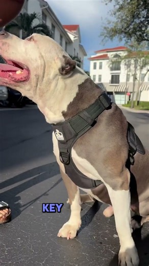 The Bully Proof Harness is built differently. 💪 ✔️ Won't twist while you're walking ✔️ Built for p