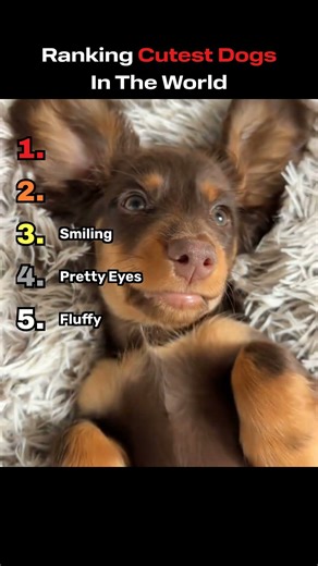 Ranking Top 5 Dogs In The World!