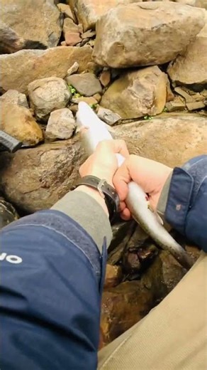 How to humanely dispatch a fish #survival #bamboo #bushcraft #nature #fishing #trout #bass #pnw