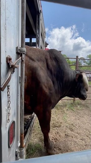 Unload with King String Bucking Bulls