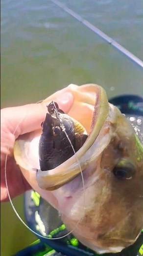 Savage Gear Pulse Tail Bluegill LB! (Best Weedless Bluegill Swimbait?) #swimbait #fishing