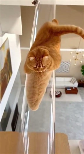 To catch mice, this cat literally slid itself into a "cat sausage."#Tom and Jerry#LiquidCat