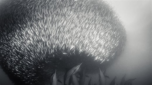 What Is The Largest Animal Migration On Earth?