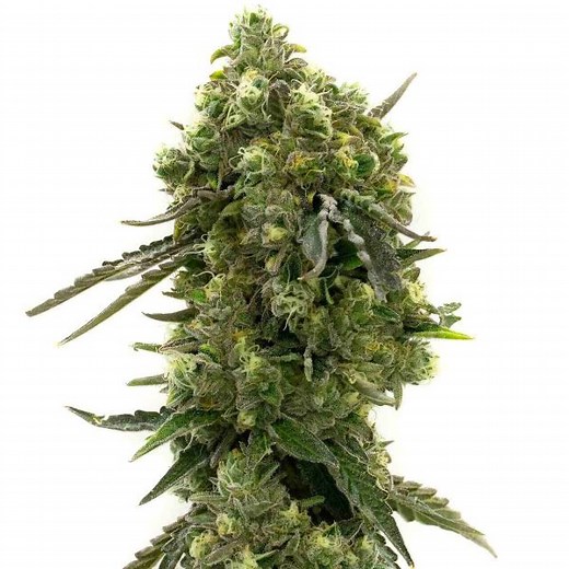 Cherry Pie Feminized