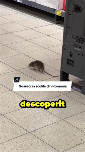 #stiri #hantavirus #hanta #educatie TikTok