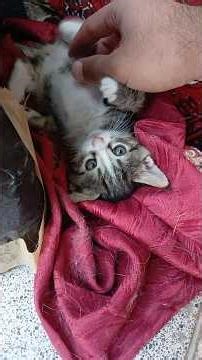 4 Newborn Kittens with Their Loving Mom 🐾💕