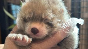 ZooMontana announces birth of two new red panda cubs